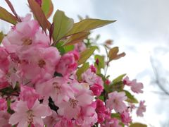 -武汉紫薇都市田园