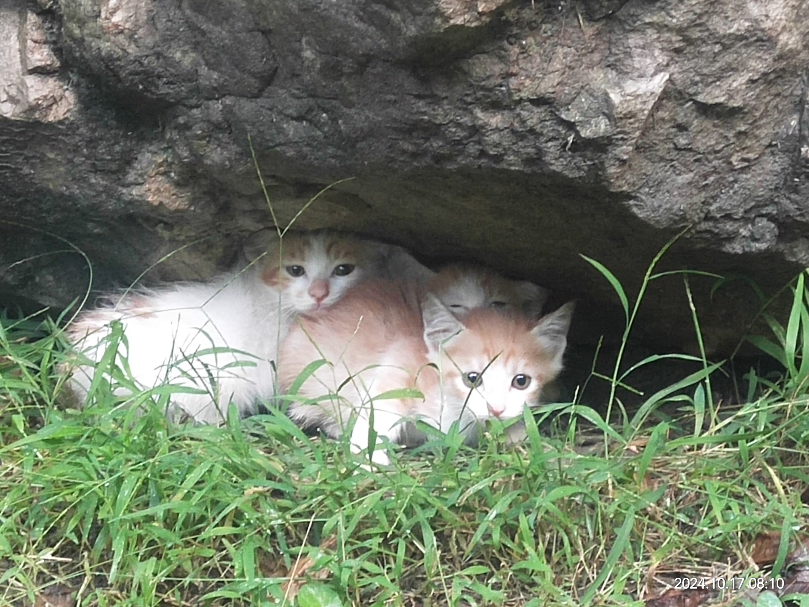 吉林北山小猫图片