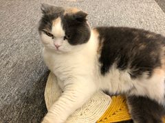 -米宠家·撸猫猫咖小萌宠·猫咪洗澡·猫咪寄养(高新大都荟店)