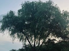 -羊山湖公园