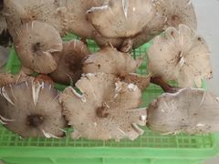 -山菌美食苑(振兴路店)