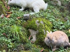 -青峰峡国家森林公园