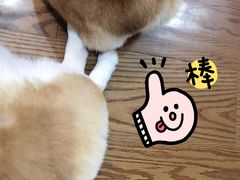 -美美酱宠物(外运路小区店)