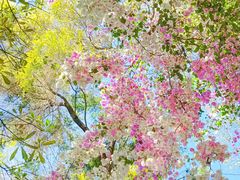 -深圳国际园林花卉博览园