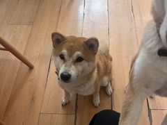 -是阿柴呀！柴犬咖啡·爱喵喵猫咖