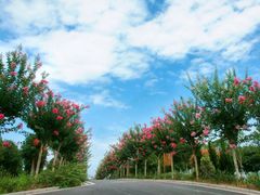 -武汉紫薇都市田园