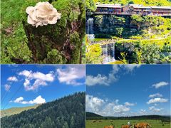 -芦芽山旅游度假区