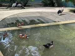 -吉隆坡雀鸟公园