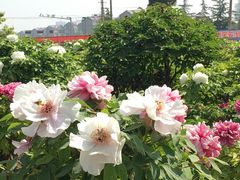 -曹州百花园