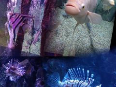 -正佳极地海洋世界