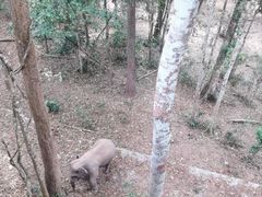 -野象谷景区