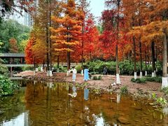 -重庆彩云湖湿地公园