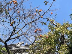 -东山雕花楼