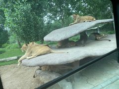 -北京野生动物园