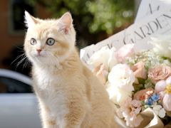 -翊宠yipet猫狗购宠庄园犬舍•猫舍