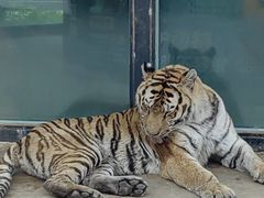 -大连森林动物园