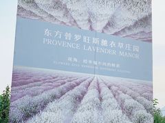 -北京东方普罗旺斯薰衣草庄园