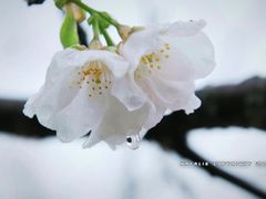 -天适樱花悠乐园