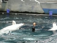 -秦皇岛乐岛海洋王国