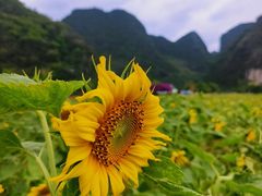 -靖西鹅泉风景区