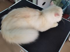 -珠海悠米米努特矮脚猫舍