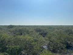 -北海金海湾红树林生态旅游区