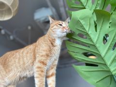 -Cappucimeow猫咪咖啡馆(韦伯时代店)