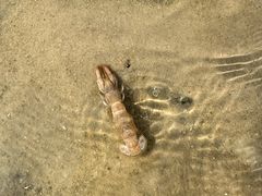 -红树林天天赶海