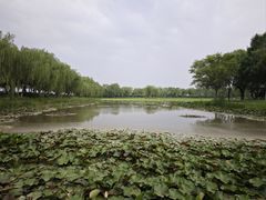 -白洋淀景区