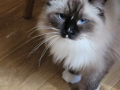 -滚猫咖啡·猫咖·猫友好撸猫(未来城店)