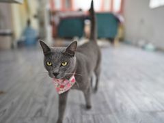 -喵屿·大理花园猫咖