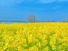 -西京湾花海