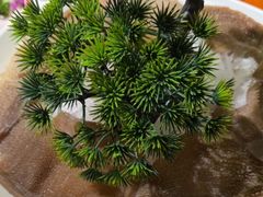 -大龙燚火锅