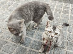 -猫岛主趣味餐厅(鼓浪屿店)