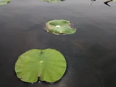 -白洋淀景区