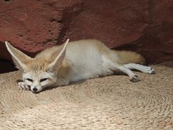 -Zoolung Zoolung动物主题公园(海信广场店)