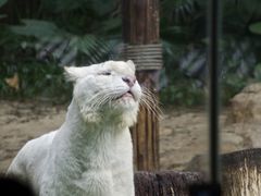-广州长隆野生动物世界