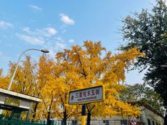 -三里屯东五街银杏大道