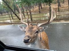 -秦皇岛野生动物园