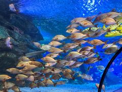 -太平洋海底世界