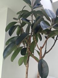 -HEYAN荷妍专业脱毛连锁机构