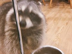 -藦茜花园宠物主题亲子互动体验馆(国顺东路店)
