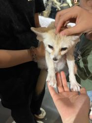 -Zoolung Zoolung动物主题公园(海信广场店)