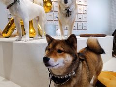 -柴务处·柴犬主题狗咖