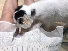 -momokira米努特·德文卷毛猫·棉花面纱犬
