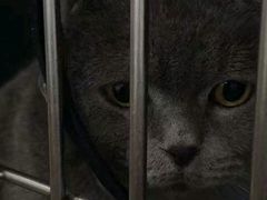 -伟伟宠物医院·瑞派猫友好医院·猫科(光谷店)