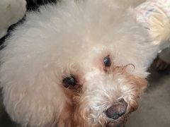 -more than meow吴止猫主题餐厅(承德 中船汇店)