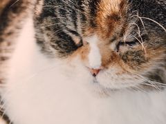 -more than meow吴止猫主题餐厅(承德 中船汇店)