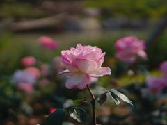 -上海滨江森林公园