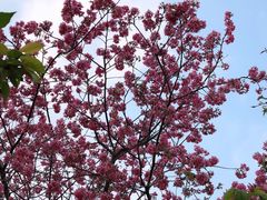 -天适樱花悠乐园